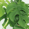 2x Fensterblatt - Monstera Minima - ↕ 25 cm - Ø 15 cm | Kokodama Hängetopf