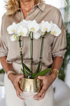 Nachtfalterorchidee - Phalaenopsis Amabilis weiß - ↕ 40 cm - Ø 9 cm | Elite-Topf Gold