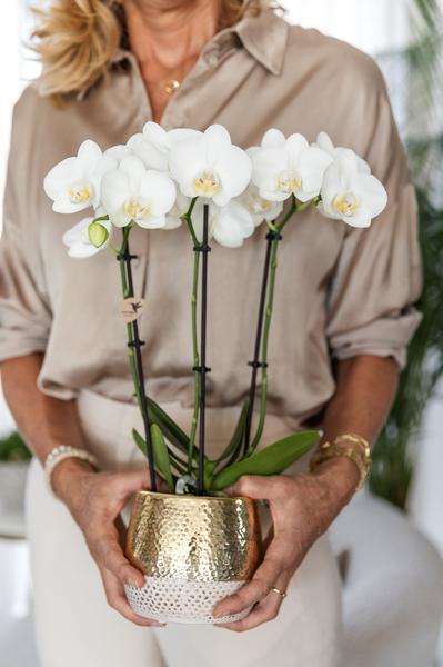 Nachtfalterorchidee - Phalaenopsis Amabilis weiß - ↕ 40 cm - Ø 9 cm | Elite-Topf Gold
