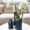 Nachtfalterorchidee weiß – Phalaenopsis Amabilis & Sukkulente – ↕ 20–35 cm – Ø 9 & 6 cm | Candy-Dekotopf Blau
