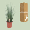 Bogenhanf - Sansevieria Mikado - ↕ 70 cm - Ø 19 cm