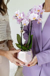 Nachtfalterorchidee rosa – Phalaenopsis Orchidee – Andorra – ↕ ca. 35–45 cm – Ø 9 cm