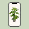 Fensterblatt - Monstera Minima - ↕ 80 cm - Ø 19 cm
