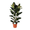 Gummibaum - Ficus Elastica Robusta - ↕ 110 cm - Ø 24 cm
