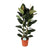 Gummibaum - Ficus Elastica Robusta - ↕ 110 cm - Ø 24 cm
