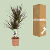Drachenbaum - Dracaena Magenta - ↕ 80 cm - Ø 17 cm