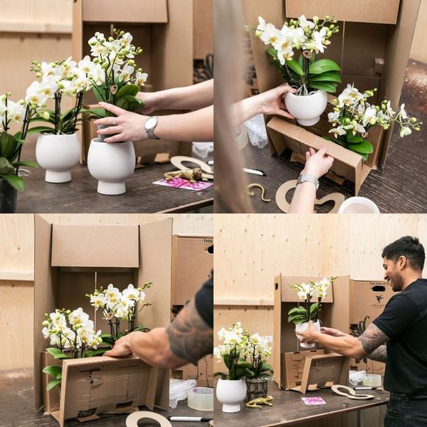 2x Nachtfalterorchidee rosa – Phalaenopsis Orchidee – Andorra – ↕ ca. 35–45 cm – Ø 9 cm – COMBI DEAL