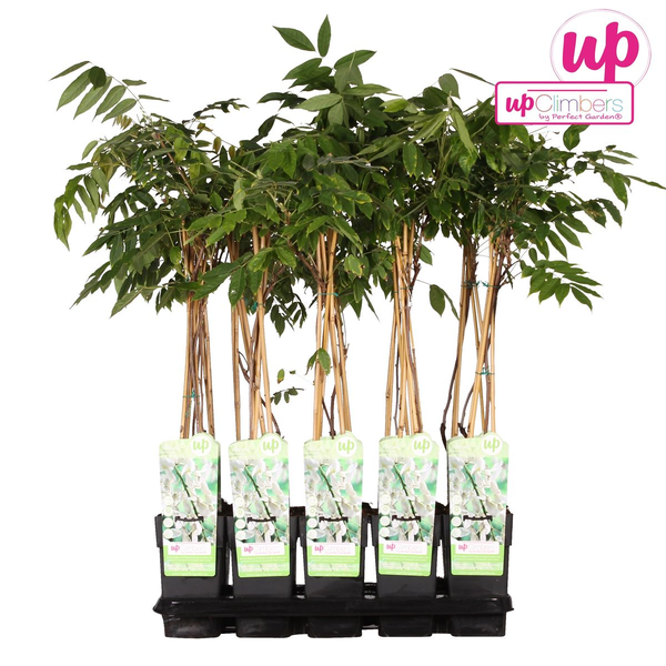 Blauregen – Wisteria floribunda Longissima Alba – ↕ 65 cm – Ø 15 cm