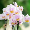 4x Nachtfalterorchidee rosa – Phalaenopsis Orchidee – Andorra – Ø 9 cm – COMBI DEAL