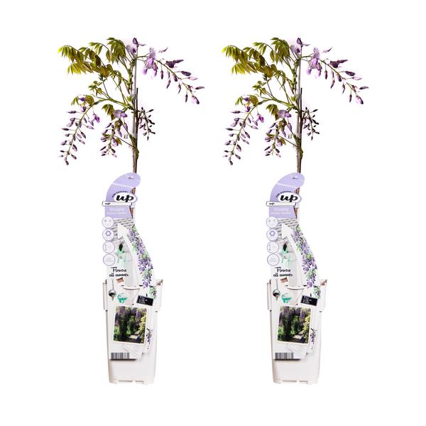 2x Glyzinie – Wisteria sinensis 'Caroline' – ↕ 65 cm – Ø 15 cm