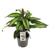 Maranten-Set – 3 Pflanzen mit gemusterten Blättern – im Set enthalten: Calathea majestica ‚Princeps'