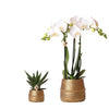 Nachtfalterorchidee - Phalaenopsis - ↕ 25 cm - Ø 12 cm | 2er-Set Groove gold inkl. goldener Keramik-Ziertöpfe
