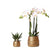 Nachtfalterorchidee - Phalaenopsis - ↕ 25 cm - Ø 12 cm | 2er-Set Groove gold inkl. goldener Keramik-Ziertöpfe