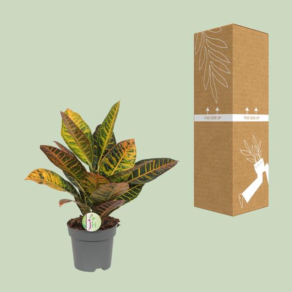 Kroton – Codiaeum Petra – ↕ 45 cm – Ø 17 cm
