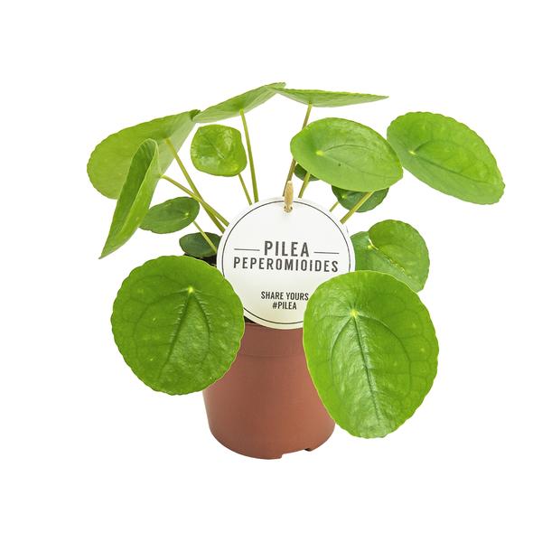 Chinesischer Geldbaum - Pilea Peperomioides - ↕ 20 cm - Ø 13 cm