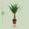 Palmlilie - Yucca Maya Tree - ↕ 100 cm - Ø 21 cm
