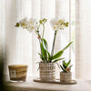 Pflanzenset Le Chic Small – Phalaenopsis Amabilis weiß & Sukkulente – inkl. Keramiktöpfe auf organischem Tablett Creme