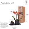 Nachtfalterorchidee - Phalaenopsis - ↕ ca. 35 cm - Ø 9 cm | 2er-Set Home Hub Small auf schwarzem Tablett