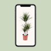 Drachenbaum - Dracaena Marginata - ↕ 115 cm - Ø 21 cm