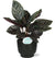 Korbmaranthe - Calathea Ornata - ↕ 50 cm - Ø 14 cm | Potenza Übertopf schwarz – ↕ 13 cm – Ø 15 cm