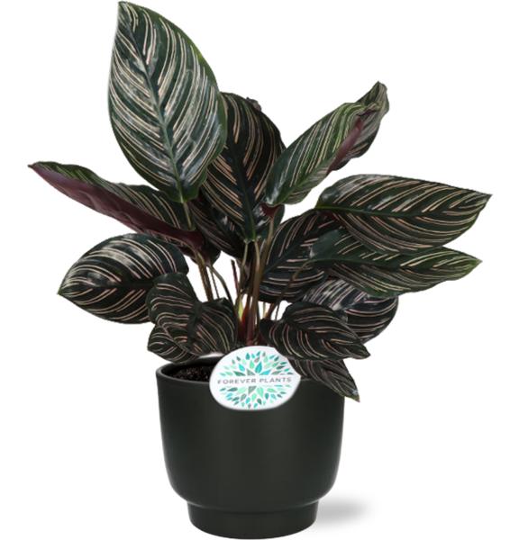 Korbmaranthe - Calathea Ornata - ↕ 50 cm - Ø 14 cm | Potenza Übertopf schwarz – ↕ 13 cm – Ø 15 cm
