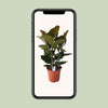 Gummibaum - Ficus Elastica Robusta - ↕ 80 cm - Ø 27 cm