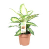 Dieffenbachie – Dieffenbachia Camilla – ↕ 45 cm – Ø 17 cm