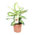 Dieffenbachie – Dieffenbachia Camilla – ↕ 45 cm – Ø 17 cm