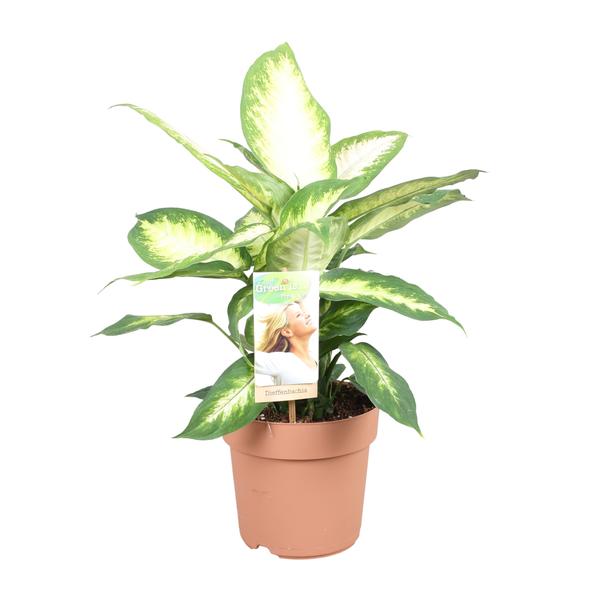 Dieffenbachie – Dieffenbachia Camilla – ↕ 45 cm – Ø 17 cm