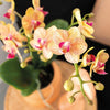 Nachtfalterorchidee - Phalaenopsis - ↕ ca. 35 cm - Ø 9 cm | 2er-Geschenkset Optimismus kleiner Pfirsich auf weißem Bio-Tablett
