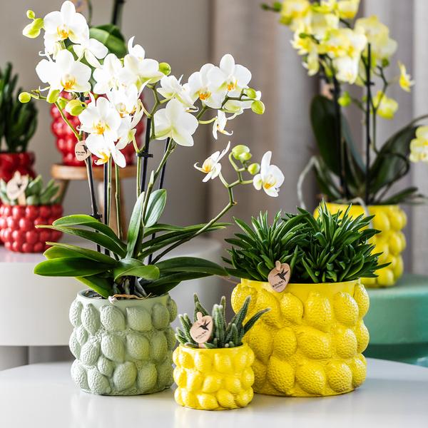 Kolibri Orchids | gelbe Phalaenopsis-Orchidee - Mexiko + Citrus-Ziertopf grün - Topfgröße Ø9cm | blühende Zimmerpflanze im Blumentopf - frisch vom Züchter