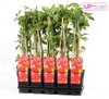 Wilder Wein – Parthenocissus quinquefolia Engelmannii – ↕ 65 cm – Ø 15 cm