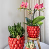 4x Nachtfalterorchidee rot – Phalaenopsis Orchidee – Kongo – Ø 9 cm – COMBI DEAL
