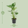 Fensterblatt - Monstera Deliciosa - ↕ 60 cm - Ø 17 cm