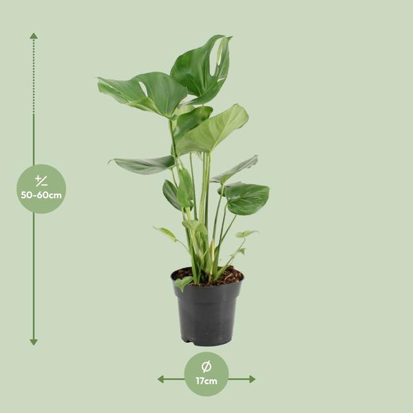 Fensterblatt - Monstera Deliciosa - ↕ 60 cm - Ø 17 cm