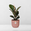Gummibaum - Ficus Elastica Robusta - ↕ 59 cm - Ø 14 cm | ELHO Vibes Fold Übertopf rosa