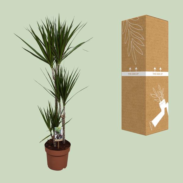 Drachenbaum - Dracaena Marginata - ↕ 120 cm - Ø 21 cm