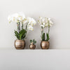 Nachtfalterorchidee - ↕ 35 cm - Ø 9 cm | 2er-Set Home Hub grau klein mit kupferfarbenen Deko-Töpfen & schwarzem Tablett