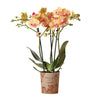 Nachtfalterorchidee orange – Phalaenopsis Orchidee – Jamaica – ↕ ca. 35–45 cm – Ø 9 cm