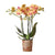 Nachtfalterorchidee orange – Phalaenopsis Orchidee – Jamaica – ↕ ca. 35–45 cm – Ø 9 cm