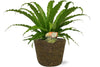 Nestfarn – Asplenium Osaka – ↕ 40 cm – Ø 17 cm | Selin Übertopf Schwarz – ↕ 16 cm – Ø 18 cm