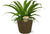 Nestfarn – Asplenium Osaka – ↕ 40 cm – Ø 17 cm | Selin Übertopf Schwarz – ↕ 16 cm – Ø 18 cm