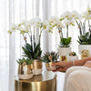 Nachtfalterorchidee weiß – Phalaenopsis Orchidee – Amabilis – ↕ 35 cm – Ø 9 cm | Elite-Topf Gold