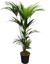 Kentia - Howea Forsteriana - ↕ 120 cm - Ø 21 cm