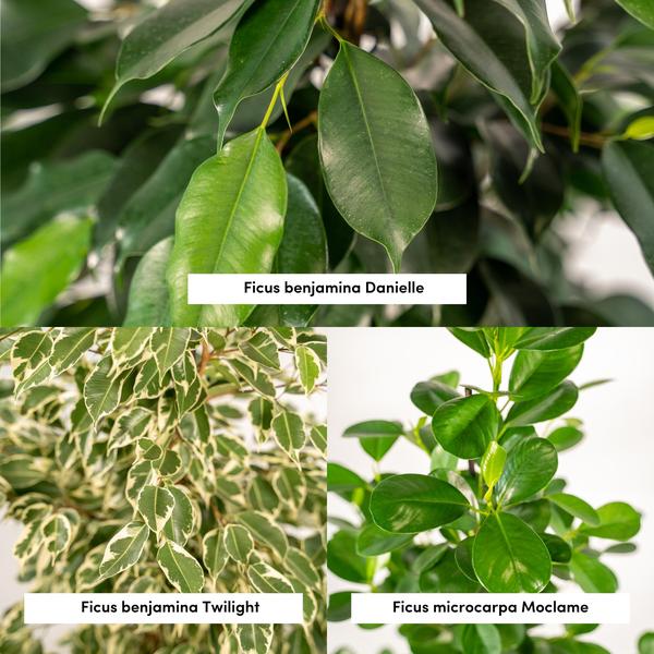 Ficus-Set: Benjamina Danielle, Benjamina Twilight & Microcarpa Moclame - ↕ 95 cm - Ø 21 cm