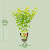 Fächerahorn – Acer palmatum Going Green – ↕ 30 cm – Ø 15 cm