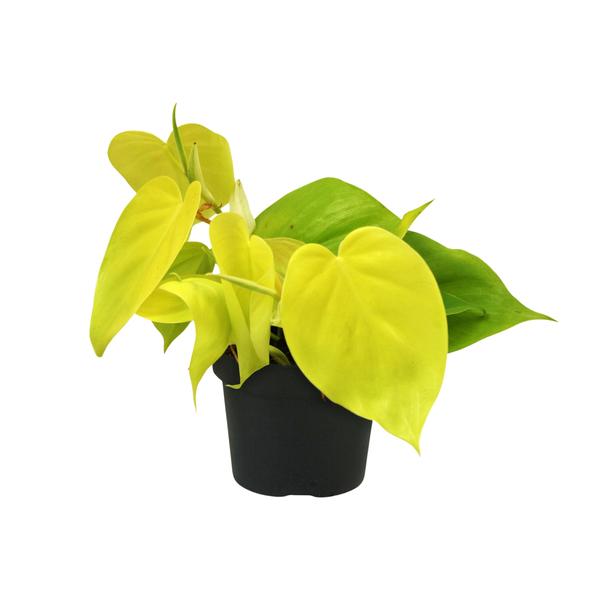 Baumfreund ‚Lime' – Philodendron