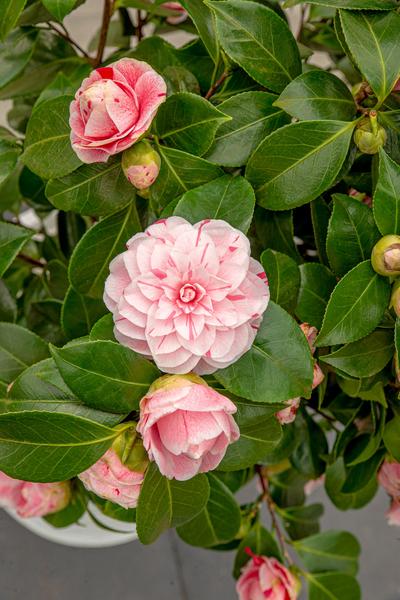 Kamelie – Camellia japonica Bonomiana – ↕ 90 cm – Ø 29 cm