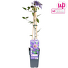 Clematis Multi Blue – ↕ 65 cm – Ø 15 cm