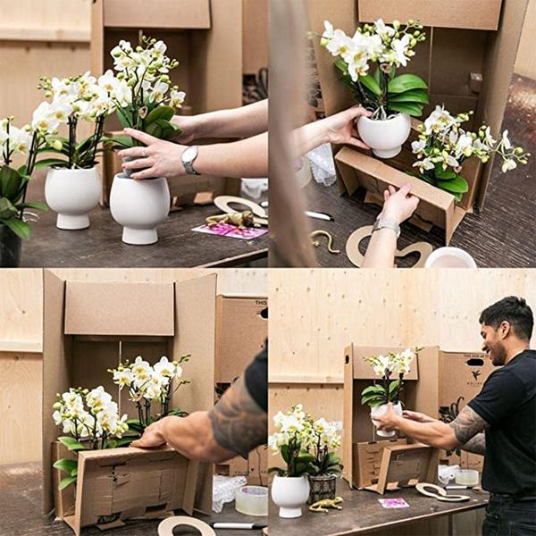 Nachtfalterorchidee - 2er-COMBI-DEAL rote Phalaenopsis - ↕ 40 cm - Ø 9 cm